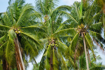 Coconut palm trees.