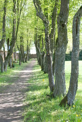 ścieżka parkowa  pomiędzy drzewami w ogrodzie