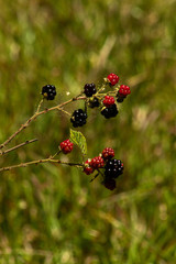 Moras perdidas.