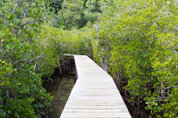 Obraz premium pier in a mangrove swamp