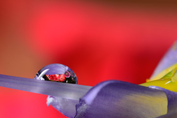 Gentle reflection on the water droplets macro photo