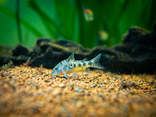 mottled corydora (corydora paleatus) eating in a fish tank