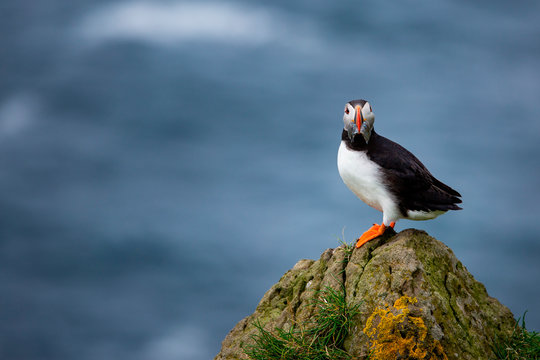 Puffin bird with catch, Mykines, Faroe Island, Europe