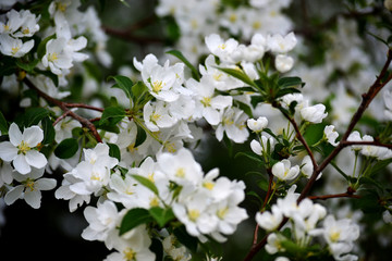 A branch from an apple tree with white blossoming buds. Close up, blurred spring background.