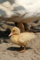 Yellow pat and white duck