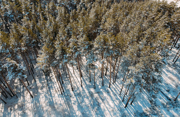 Winter Season Spruce and Pine Trees Covered with Snow. Aerial Top Down Shot of Winter Forest