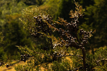 El cipr&eacute;s y su fruto.