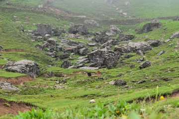 Fototapeta na wymiar mountain landscape in the mountains