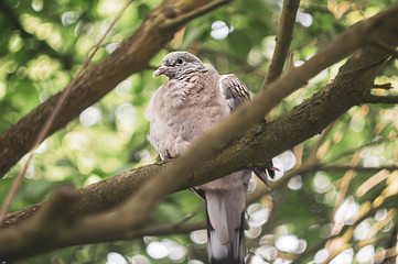 Pigeon on a tree branch among green leaves