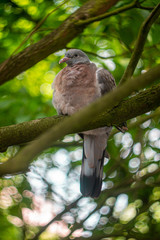 Pigeon on a tree branch among green leaves