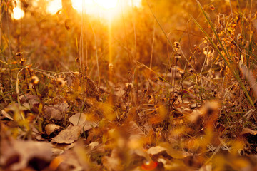 The sun shines at sunset through the autumn grass