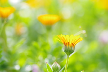 壁紙　黄色い花