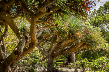 In a park in Sydney, Australia at a cloudy day in summer, viewing some exotic trees.