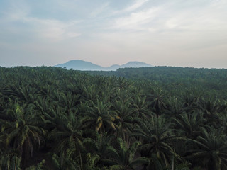 Fototapeta na wymiar Oil palm plantation. Aerial view.