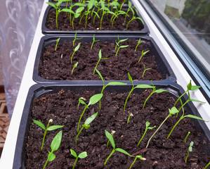 Young green sprouts of bell pepper growing from the ground in a bright plastic drawer for seedlings standing on a windowsill by the window of a house