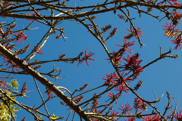 Cuchillitos de Por&oacute;