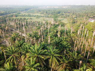 Fototapeta na wymiar Dead oil palm tree.