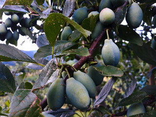 green, immature plums on a branch in an orchard