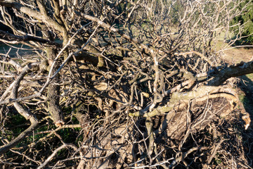 DICHTES ASTWERK . EFEU .  IVY . Hedera helix