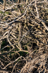 DICHTES ASTWERK . EFEU .  IVY . Hedera helix