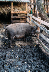 Wild Black boar in wooden enclosure in the farm. adult pig looks out from behind the lattice of an animal pen.