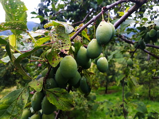 green, immature plums on a branch in an orchard