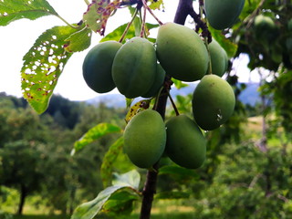 green, immature plums on a branch in an orchard