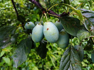 green, immature plums on a branch in an orchard