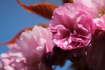 Fleurs roses de cerisier du japon ou de cerisier fleur au printemps - Ville de Corbas - Département du Rhône - France
