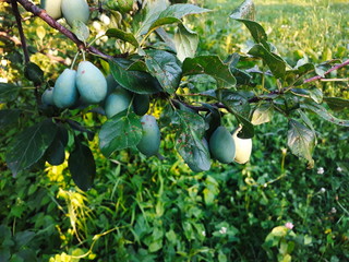 green, immature plums on a branch in an orchard