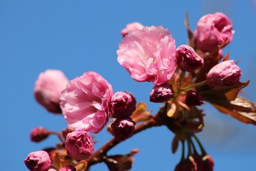 Fleurs roses de cerisier du japon ou de cerisier fleur au printemps - Ville de Corbas - Département du Rhône - France