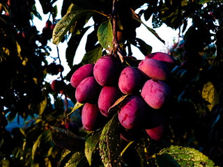 Closeup of the branch with bunch ripe plums in the garden