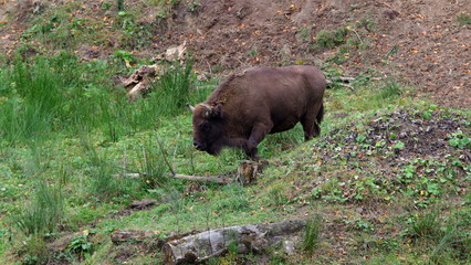 European bison (wisent) 