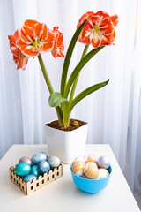 Home interior with flowers. Homemade amaryllis flower on an Easter festive table with colored eggs. Easter interior.