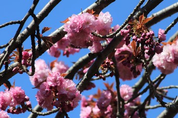 Fleurs roses de cerisier du japon ou de cerisier fleur au printemps - Ville de Corbas - Département du Rhône - France