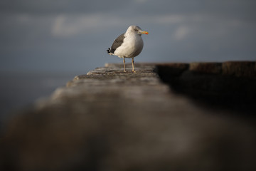 Une Mouette