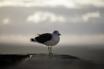 Une Mouette