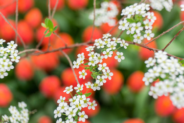 Tree branch with beautiful small white flowers close up on bright blurred background. Spring backdrop for your design