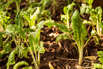 Fresh organic spinach leaves