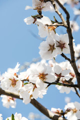 Spring trees with blossom flowers. Beautiful background. Blooming tree at sunny spring day. Spring flowers. Abstract blurred background. Springtime