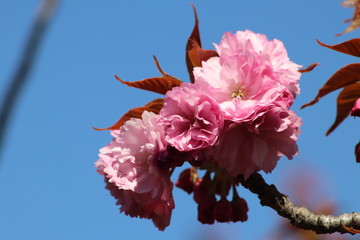 Fleurs roses de cerisier du japon ou de cerisier fleur au printemps - Ville de Corbas - D&eacute;partement du Rh&ocirc;ne - France