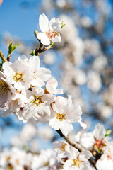 Spring trees with blossom flowers. Beautiful background. Blooming tree at sunny spring day. Spring flowers. Abstract blurred background. Springtime