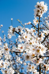 Spring trees with blossom flowers. Beautiful background. Blooming tree at sunny spring day. Spring flowers. Abstract blurred background. Springtime