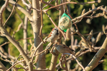 Wiosna i ptaki na drzewach