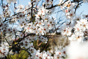 Spring trees with blossom flowers. Beautiful background. Blooming tree at sunny spring day. Spring flowers. Abstract blurred background. Springtime