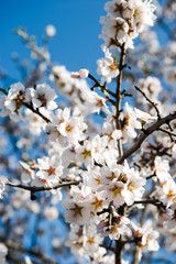 Spring trees with blossom flowers. Beautiful background. Blooming tree at sunny spring day. Spring flowers. Abstract blurred background. Springtime