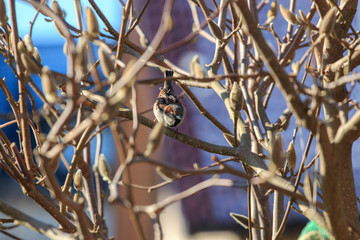 Wiosna i ptaki na drzewach © Agooshi - A. Gryzik