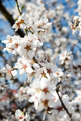 Obraz premium Spring trees with blossom flowers. Beautiful background. Blooming tree at sunny spring day. Spring flowers. Abstract blurred background. Springtime