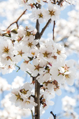 Spring trees with blossom flowers. Beautiful background. Blooming tree at sunny spring day. Spring flowers. Abstract blurred background. Springtime