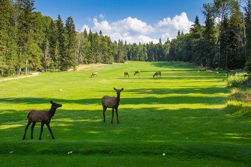 Elk on the Golf Course